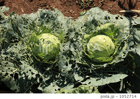 無農薬栽培のキャベツ 1052714