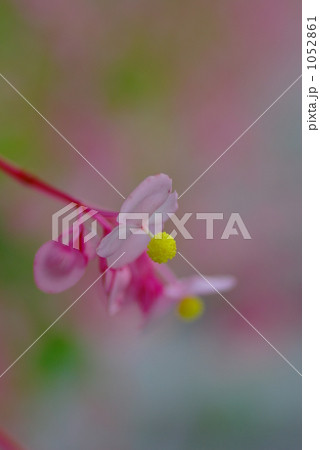 シュウカイドウ シュウカイドウ 1052861