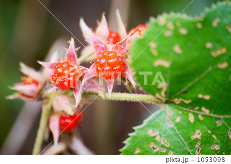 冬イチゴ 冬イチゴ 1053098