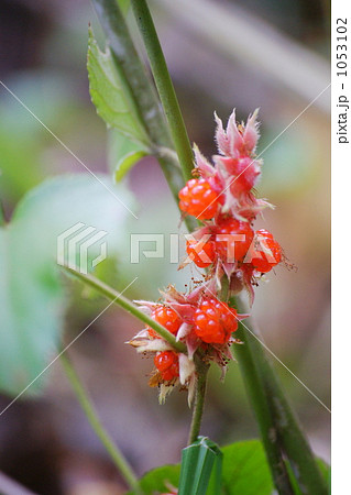 冬イチゴ 冬イチゴ 1053102