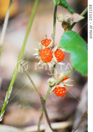 冬イチゴ 冬イチゴ 1053108