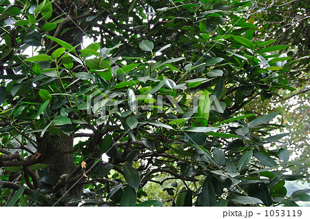 樹木・タラヨウ モチノキ科 樹木・タラヨウ モチノキ科 1053119