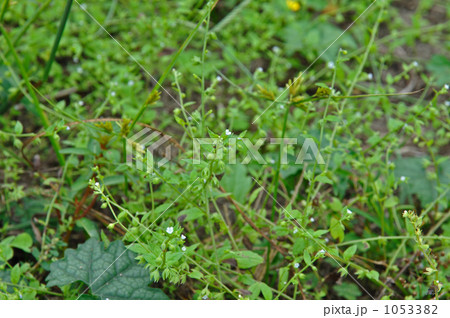 野草・ハナイバナ ムラサキ科 野草・ハナイバナ ムラサキ科 1053382