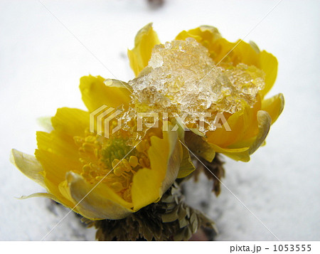 お正月の花　福寿草 1053555