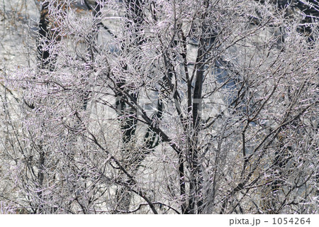 タカレナ0204 1054264