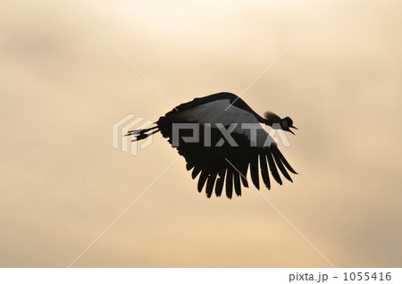 ホオジロカンムリヅル 1055416