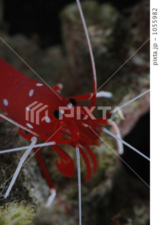 サンタのようなエビ 1055982