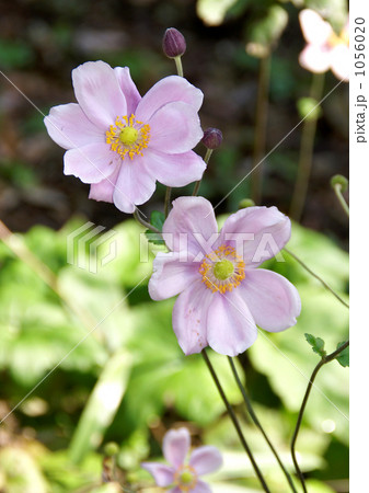 シュウメイギク 1056020