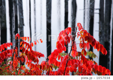 紅葉のうるしの葉 1057038