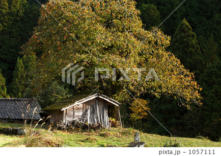 柿の古木 1057111