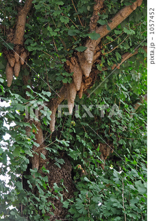 樹木・乳イチョウ　イチョウ　イチョウ科 1057452