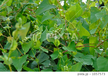 野草・イシミカワ タデ科 野草・イシミカワ タデ科 1057573