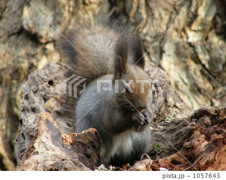 食事中のエゾリスを右正面から 食事中のエゾリスを右正面から 1057643