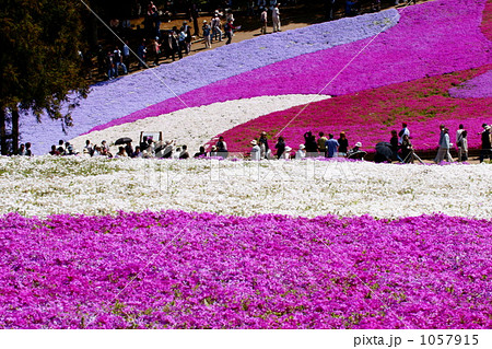 芝桜 芝桜 1057915