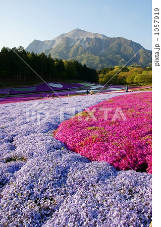 芝桜 1057919