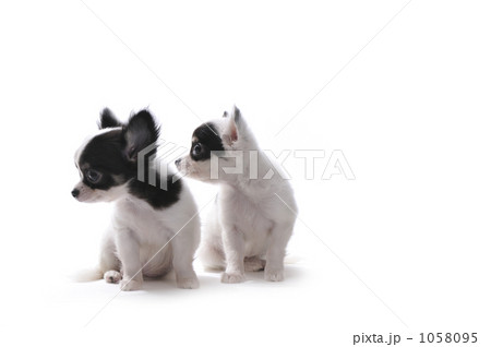 右向け右 右向け右 1058095