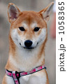 お座りする犬 1058365