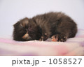 お昼ね中の子猫 1058527
