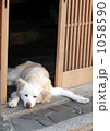 退屈な犬 1058590