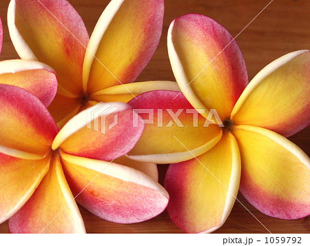 プルメリアの花(フランギパニ) 1059792