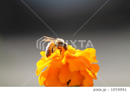 蜜蜂 1059991