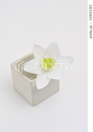 花一凛　ユーチャリス 1060285
