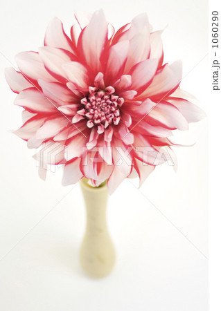 花一凛　ダリア 1060290