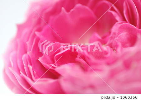 花一凛　薔薇　イングリッシュローズ 1060366