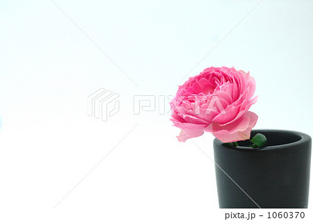 花一凛　薔薇　イングリッシュローズ 1060370