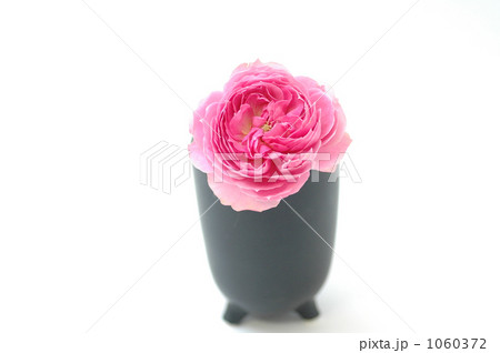 花一凛　薔薇　イングリッシュローズ 1060372