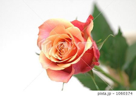 花一凛　薔薇　チェリーブランデ 1060374