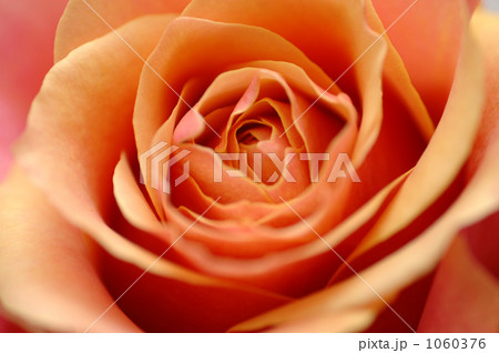 花一凛　薔薇　チェリーブランデ 1060376