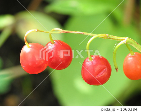 スズランの赤い実の写真素材