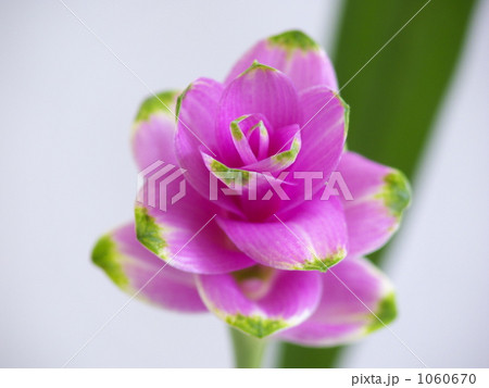 ミニクルクマ 1060670