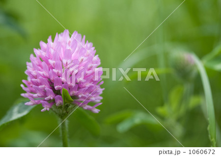 紫つめ草 1060672