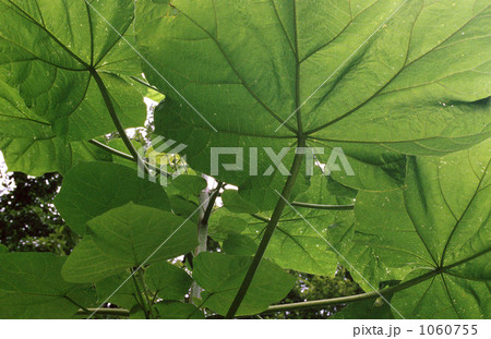山の中に生えていた大きな葉の植物 1060755