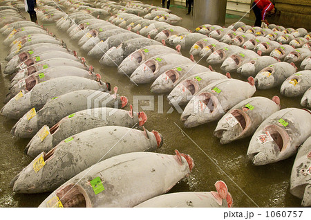 築地市場冷凍マグロの写真素材