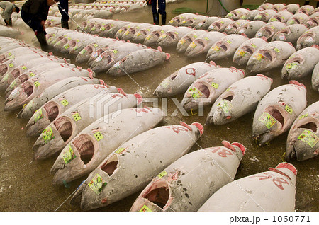 築地市場冷凍マグロの写真素材