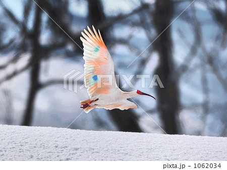 雪原を飛ぶ朱鷺 1062034