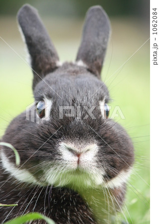 うさぎさんのお顔アップなの りりしいお顔をよくみてほしいの の写真素材 うさぎさんのお顔アップなの りりしいお顔をよくみてほしいの の写真素材