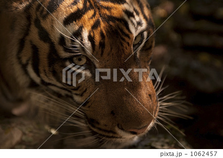 スマトラトラ スマトラトラ 1062457