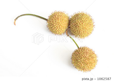 ３個連なったスズカケノキの実 1062587