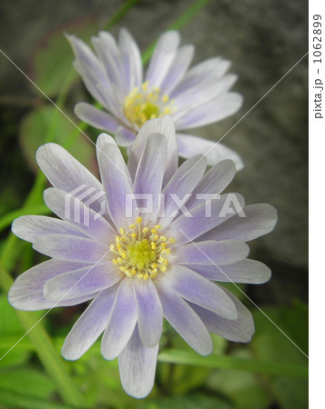 2輪のアズマイチゲ 1062899