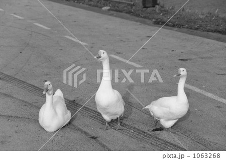 ア・ヒ・ル ア・ヒ・ル 1063268