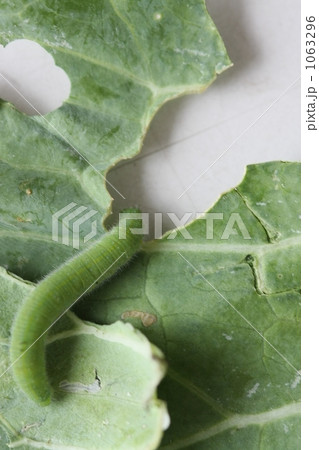 モンシロチョウの幼虫 青虫の写真素材