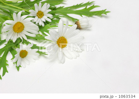 クリサンセマム 1063534