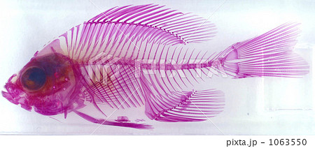 魚の透明骨格標本の写真素材
