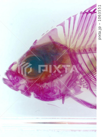 魚の透明骨格標本 1063551