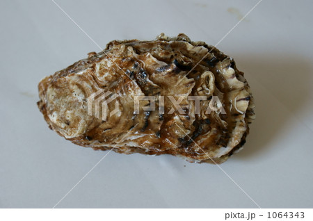 牡蠣 牡蠣 1064343