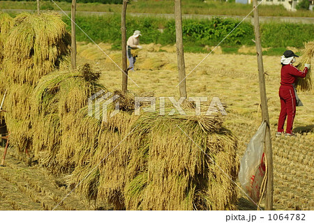 杭掛け 杭掛け 1064782